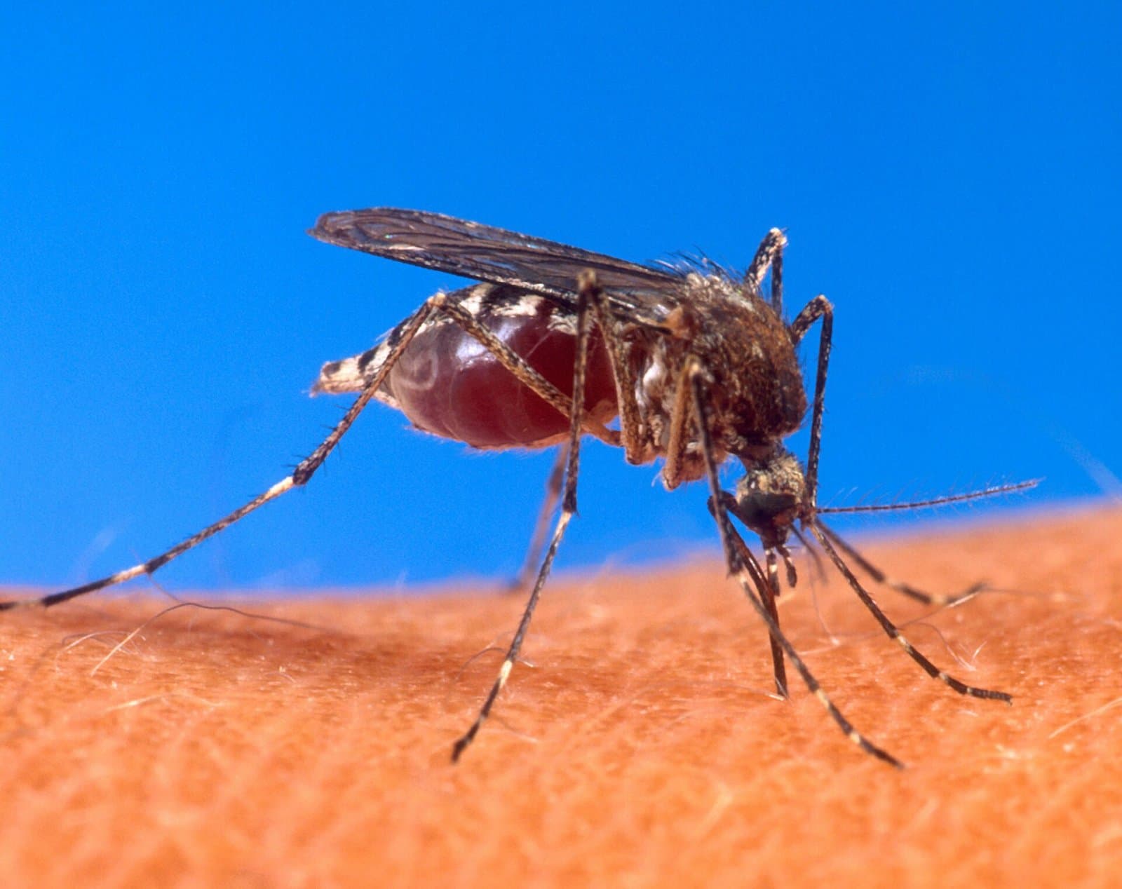 Close-up of an Aedes aegypti mosquito biting human skin